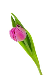 Store enrouleur occultant sans perçage Macro Tulipe de jardin