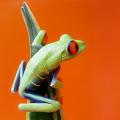 Rotaugenlaubfrosch 139 Agalychnis callidryas