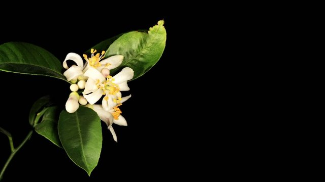 Lemon blossoms (Citrus limon L.) timelapse