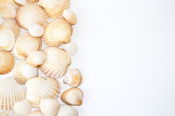 Obraz na płótnie Canvas sea shells with pearls