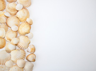 sea shells with pearls