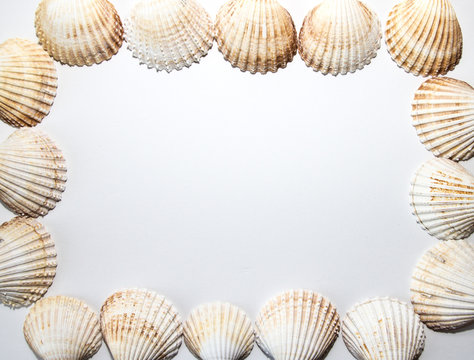 sea shell frame
