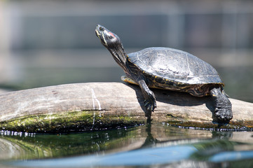 Obraz premium Turtle resting on a branch.