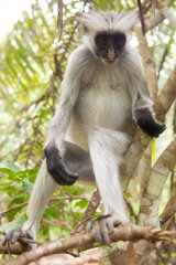 Red colobus (Piliocolobus kirki) monkey