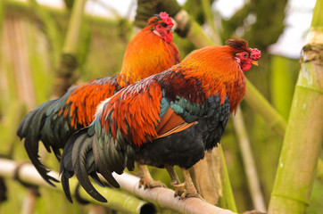 Bantam Cockerel