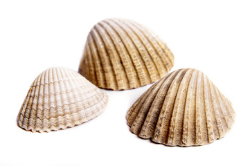 Sea shells on white background