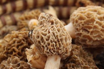 Morilles