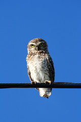 Owl on wire
