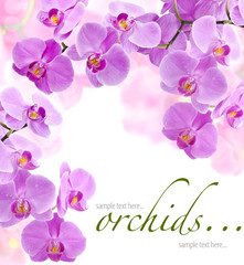 Orchid flowers (with sample text)