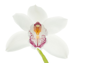 White and purple Orchidea flowers, isolated in white background