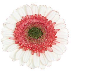 White and Rose Gerberas flower, isolated in white background