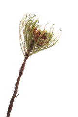Fototapeta premium Native flower, Berzelia Strawberry