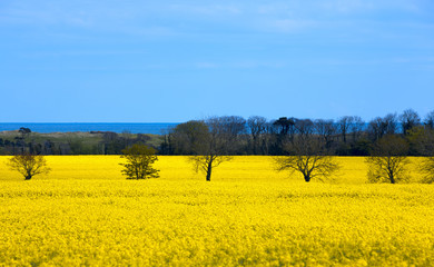Field of bright yellow rapeseed