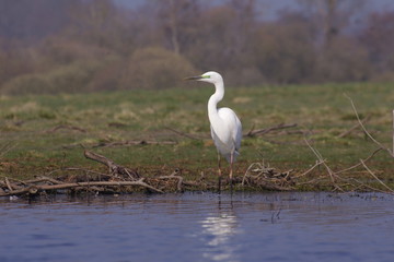 Grande aigrette