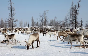 Papier Peint photo autocollant Cercle polaire SIBERIE : Troupeau de Rennes en péninsule de Yamal