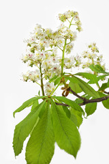 Blüte einer Rosskastanie auf weißem Hintergrund