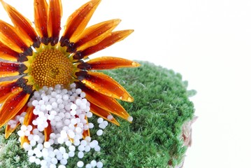 Gazania mit Globuli