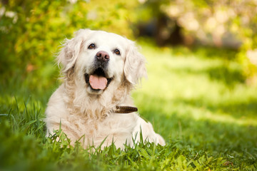 Happy Golden Retriever