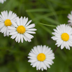 Obraz premium Field of daisy flowers (3)
