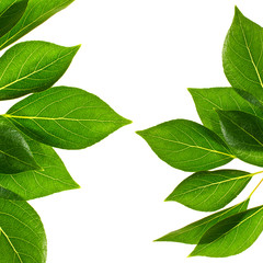 Fototapeta premium Green leaves on isolated white background