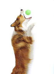 sable border collie catch a ball isolated on white - 41322435