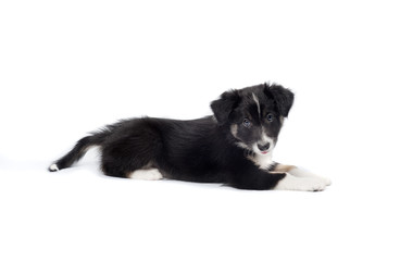 border collie puppy