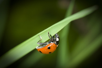 coccinelle