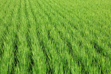 green paddy rice in field