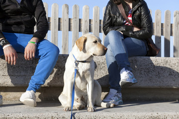 labrador da compagnia