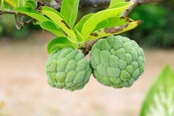 Fototapeta premium Custard apple agriculture