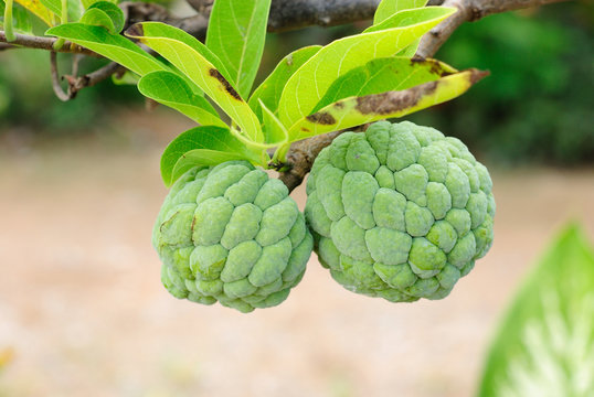 Custard apple agriculture