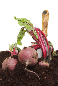 Beetrot harvest