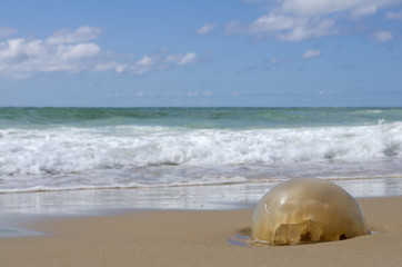 Obraz premium Dead jellyfish on a beach