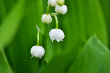 Zarte Blumen