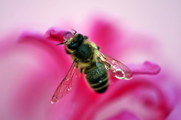 bee with water drops