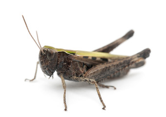 Cricket against white background