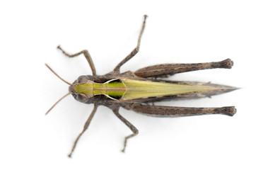 Cricket against white background
