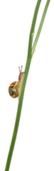 Garden snail, Helix aspersa, climbing stem