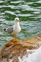 Gull on a rock