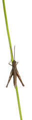 Grasshopper, Chorthippus montanus, on plant stem