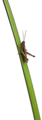 Grasshopper, Chorthippus montanus, on plant stem