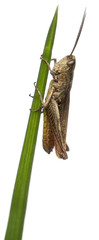 Grasshopper, Chorthippus montanus, on plant stem