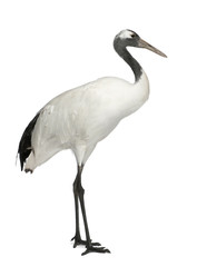 Young Red-crowned Crane, Grus japonensis
