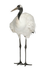 Young Red-crowned Crane, Grus japonensis