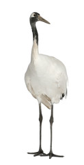 Young Red-crowned Crane, Grus japonensis