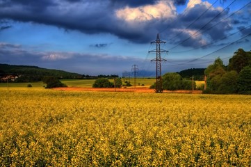 Rape field