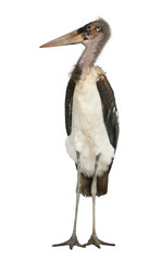Marabou Stork, Leptoptilos crumeniferus, 1 year old
