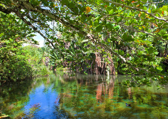 Nature of Mauritius. Lake and tropical trees