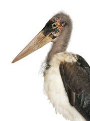 Portrait of Marabou Stork, Leptoptilos crumeniferus, 1 year old