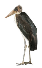 Marabou Stork, Leptoptilos crumeniferus, 1 year old